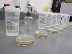 Image of Beach Water Samples being tested